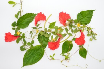 illustration of a red rose