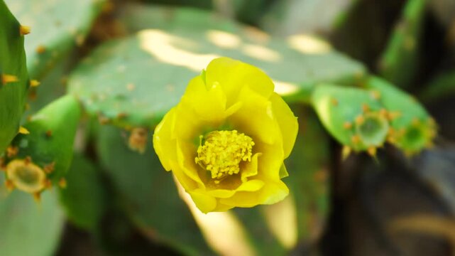 Pollinisation cactus