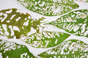 Alternaria Leaf Spot (Alternaria cucumerina) on bitter melon (Momordica charantia)