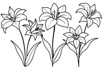 Amaryllis flower line art illustration