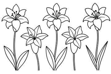 Amaryllis flower line art illustration