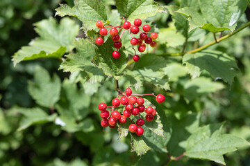 Close up of a Guelder Rose or Viburnum opulus shrub with red fruits growing on outdoors