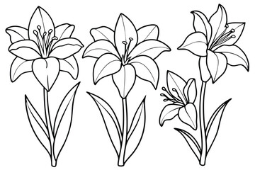 Amaryllis flower line art illustration