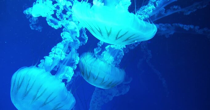 Medusas swims underwater. Beautiful jellyfish swim in an aquarium under different colors of lighting. Jellyfishes swims in big aquarium. Cinema 4K 60fps video