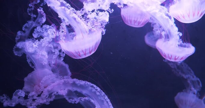 Medusas swims underwater. Beautiful pink jellyfishes swims submerged