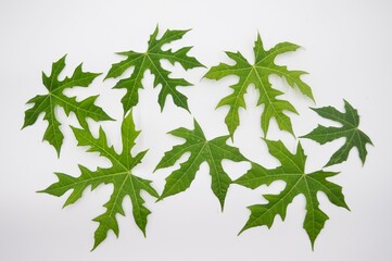 Unique Cnidoscolus aconitifolius or chaya plant on white background