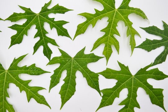 Unique Cnidoscolus aconitifolius or chaya plant leaves on white background