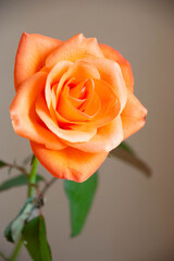 トロピカルアマゾン