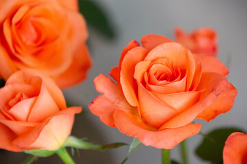 トロピカルアマゾン