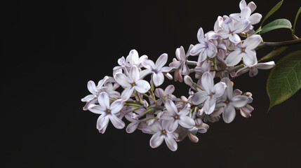 branch of lilac, flower blossom