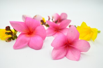 frangipani flower isolated on white background