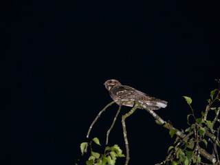 European nightjar, Caprimulgus europaeus
