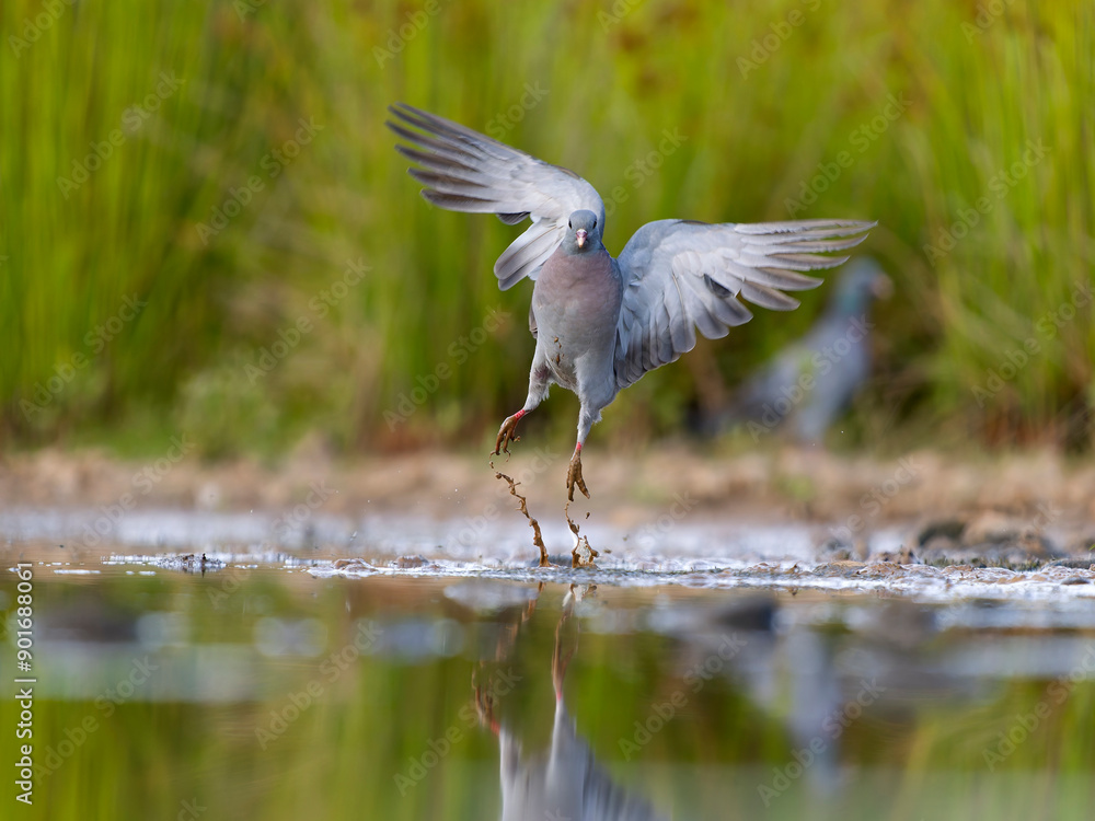 Poster Stock dove, Columba oenas