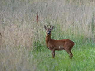 Roe deer, Capreolus capreolus