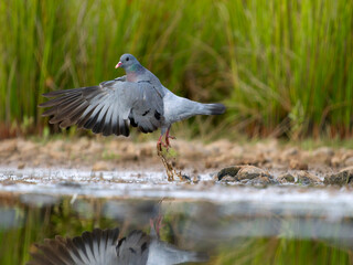 Stock dove, Columba oenas