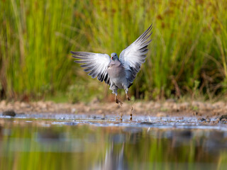 Stock dove, Columba oenas