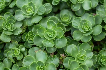 succulent plants: Close-up view of rosette-shaped leaves, soft and plump texture, natural and tranquil