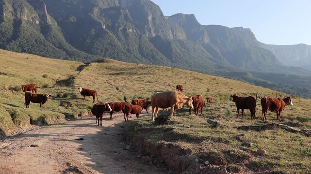 Rebanho de vacas e bois pastando e bela paisagem com pared&atilde;o e cumes de montanhas no horizonte