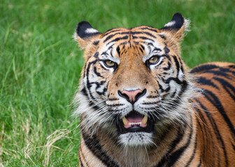 Tiger close up and sitting and watching