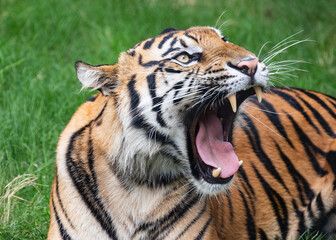 Tiger close up and sitting and watching