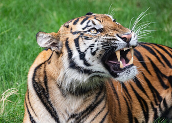 Tiger close up and sitting and watching
