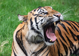 Tiger close up and sitting and watching