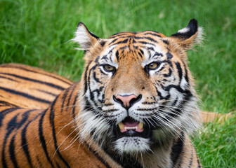 Tiger close up and sitting and watching
