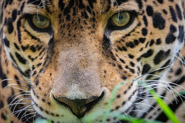 Jaguar up close and personal