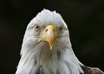 Bald eagle up close and personal