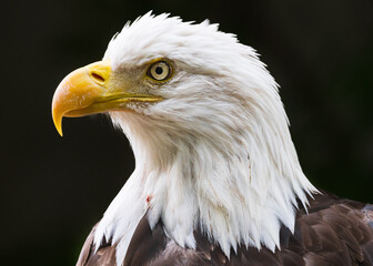Bald eagle up close and personal