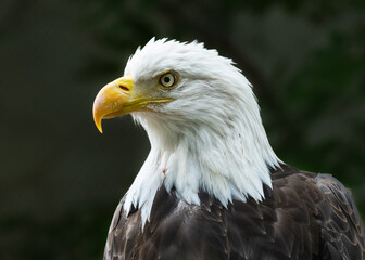 Bald eagle up close and personal