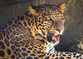 Panther sitting in a cave