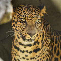 Panther sitting in a cave