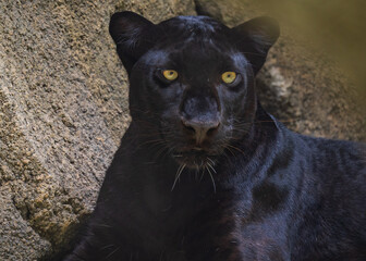 Black panther looking closely with bright eyes