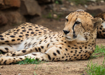 gorgeous cheetah about to sleep 