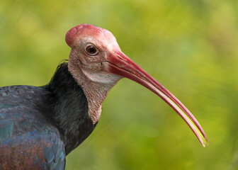 Bald Ibis bird from south africa