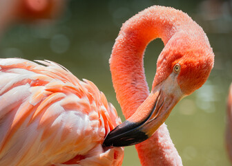 colorful flamingos on a pond © Sab
