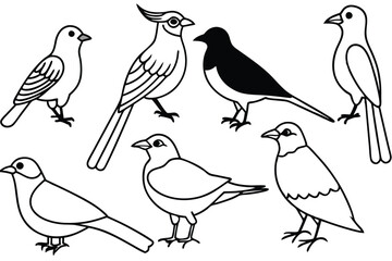 Avian bird line art illustration