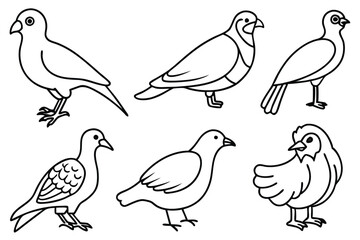 Avian bird line art illustration