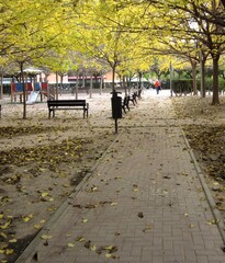 a walk in the park in autumn