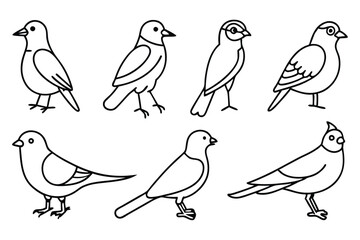 Avian bird line art illustration