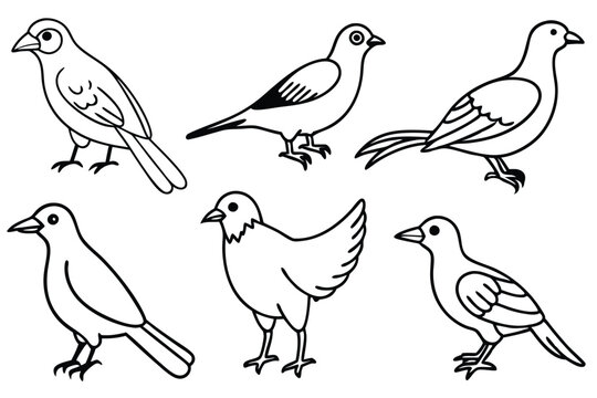 Avian bird line art illustration