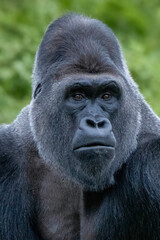 Silverback gorilla portrait