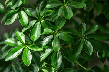 Schefflera Leaves Against Neutral Background