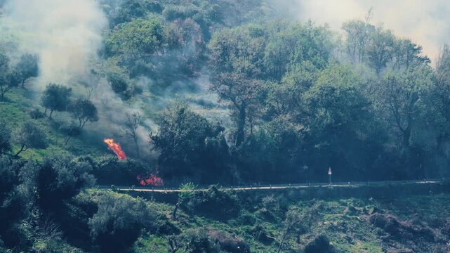 Forest Fire In Sicily