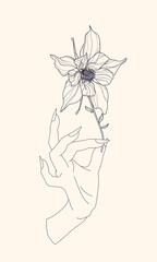 line art drawing hand hold tiny flower aquilegia 