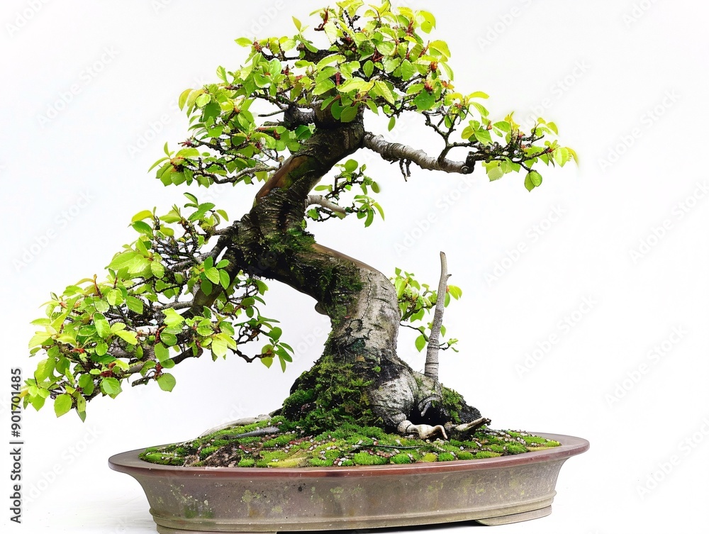 Poster a bonsai tree with a slanting shape, centered on a white background, demonstrating its dynamic and n