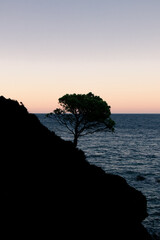 Costa Brava Pine Tree