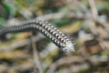 Cactus plant on Mauritius island, Africa