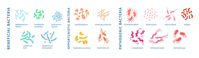 Colorful and detailed diagram showcasing pathogen, opportunistic and beneficial bacteria and probiotics.